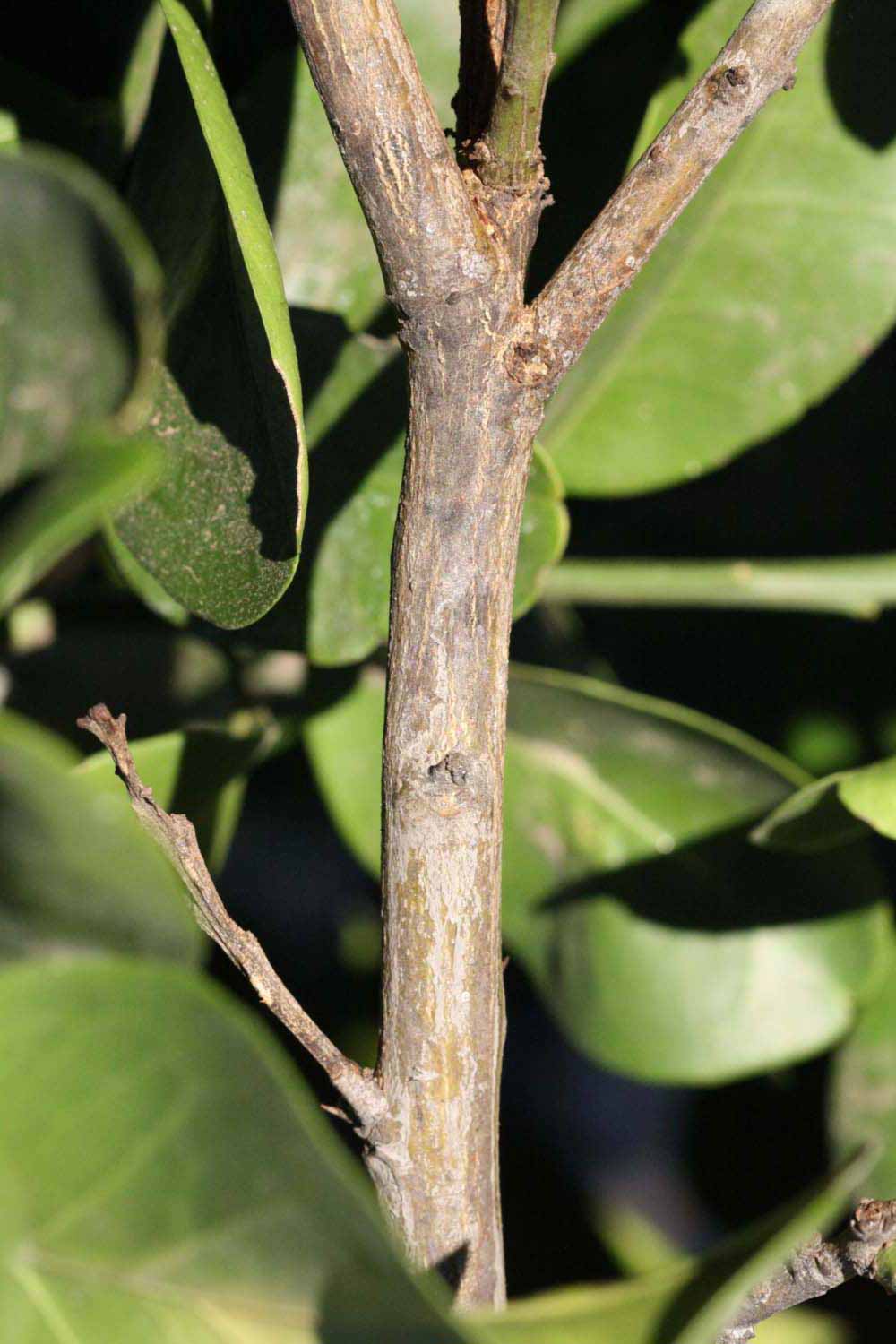              Second - third year twig (Riverside, CA)       